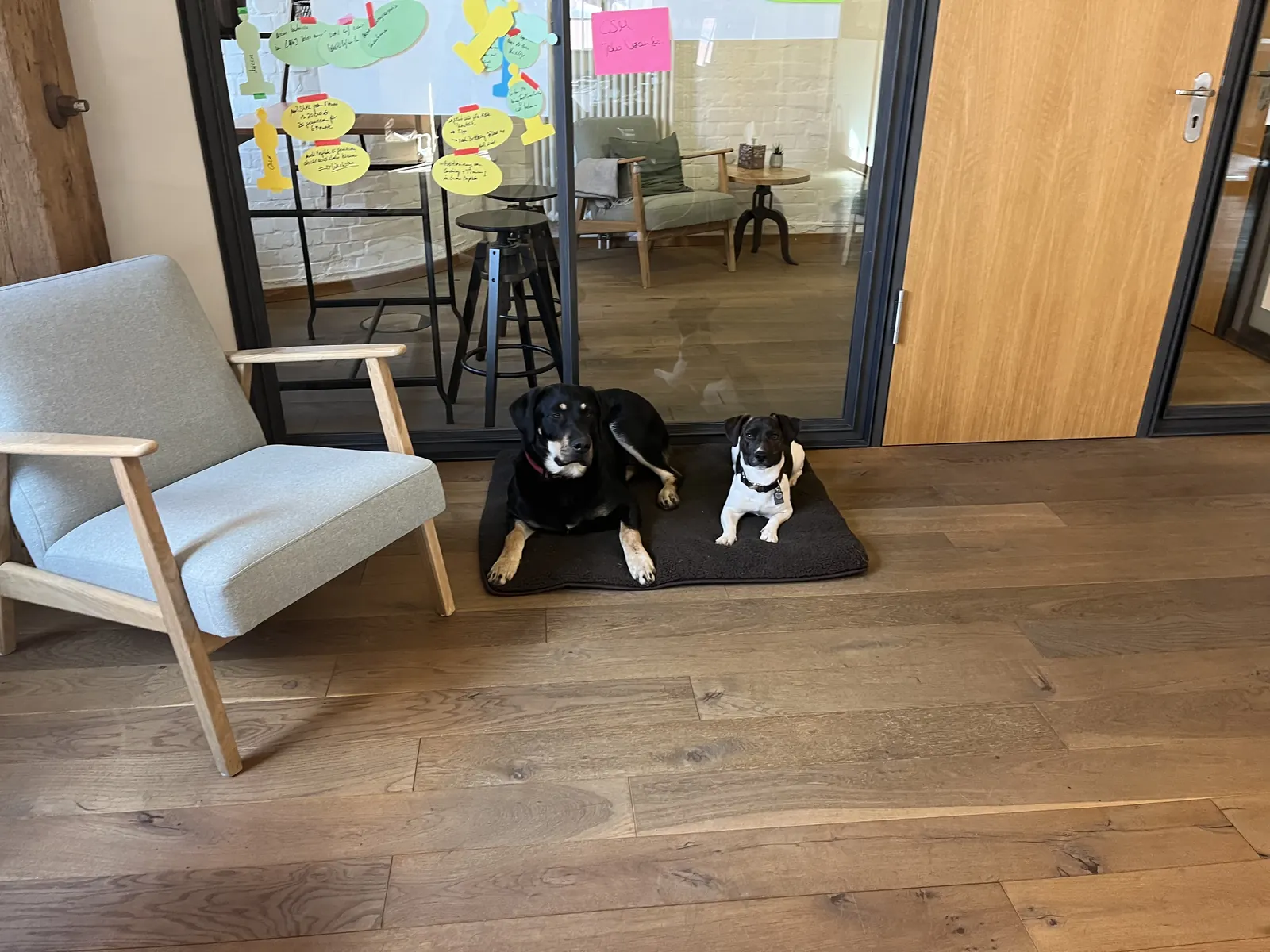 Zwei Bürohunde im HireWorks-Office